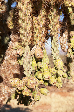 Chainfruit Cholla Jumping Cholla Opuntia Cylindropuntia fulgida 