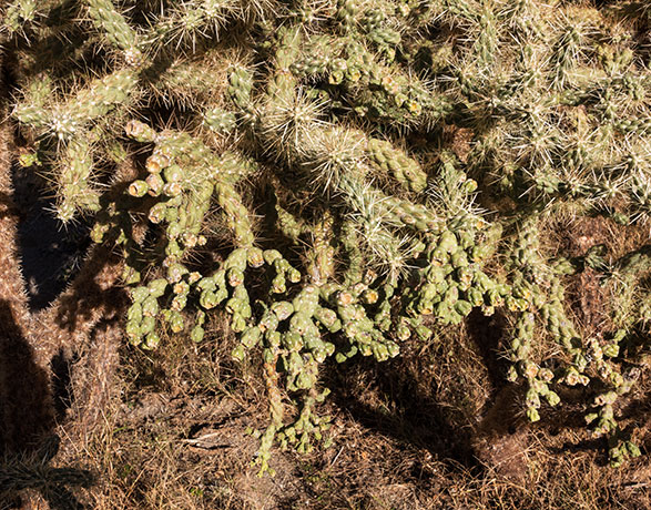 Chainfruit Cholla Jumping Cholla Opuntia Cylindropuntia fulgida 