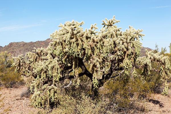 Chainfruit Cholla Jumping Cholla Opuntia Cylindropuntia fulgida 