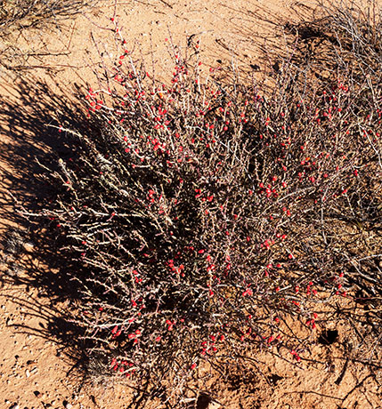 Christmas Cholla Opuntia leptocaulis 