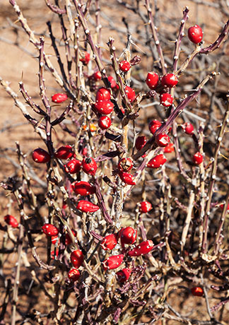 Christmas Cholla Opuntia leptocaulis 