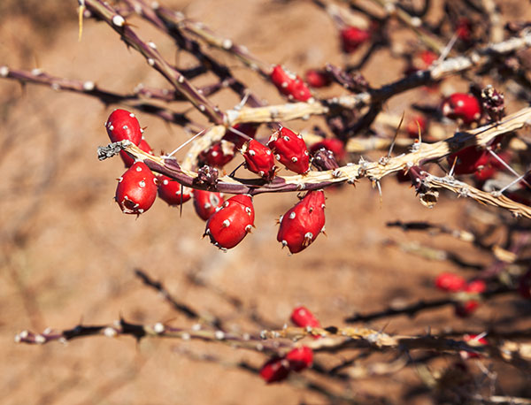Christmas Cholla Opuntia leptocaulis 