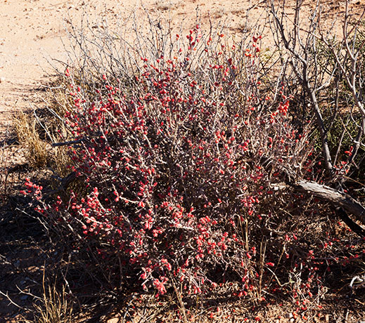 Christmas Cholla Opuntia leptocaulis 