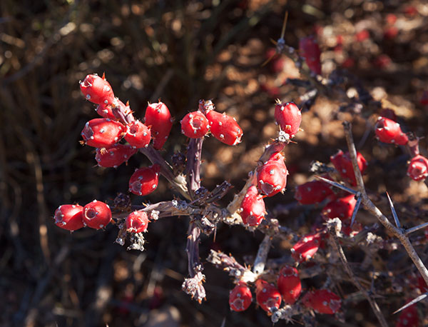 Christmas Cholla Opuntia leptocaulis 