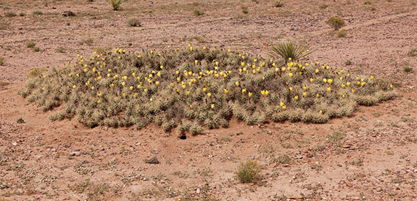 Devil Cholla Opuntia Stanlyi var. Stanlyi
