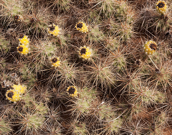 Devil Cholla Opuntia Stanlyi var. Stanlyi
