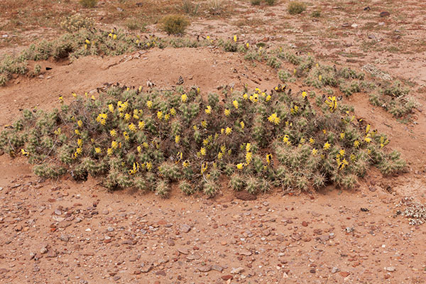 Devil Cholla Opuntia Stanlyi var. Stanlyi