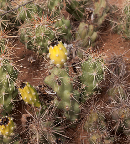 Devil Cholla Opuntia Stanlyi var. Stanlyi