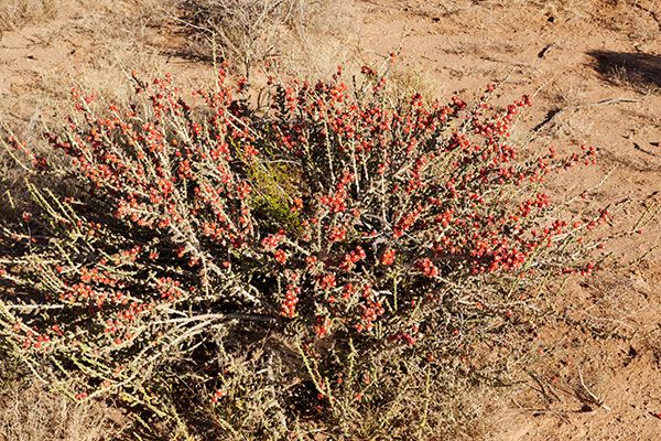 Christmas Cholla Opuntia leptocaulis  Christmas Cactus 
