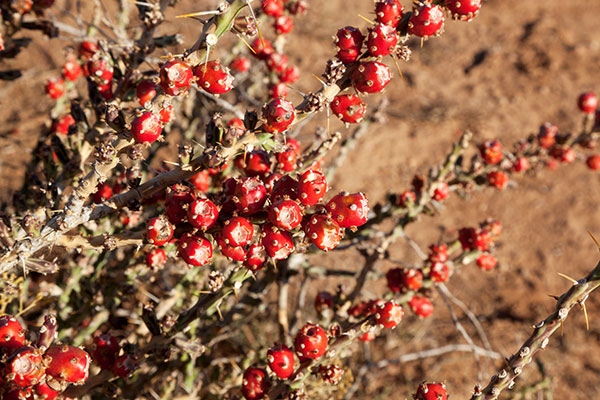 Christmas Cholla Opuntia leptocaulis  Christmas Cactus 
