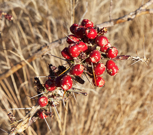 Christmas Cholla Opuntia leptocaulis  Christmas Cactus 