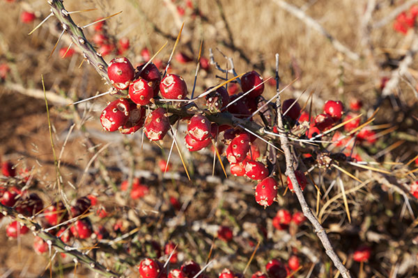 Christmas Cholla Opuntia leptocaulis  Christmas Cactus 