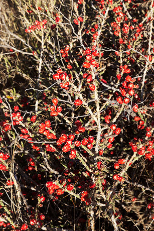 Christmas Cholla Opuntia leptocaulis  Christmas Cactus 