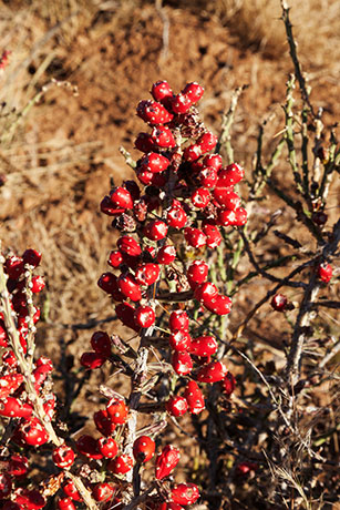Christmas Cholla Opuntia leptocaulis  Christmas Cactus 