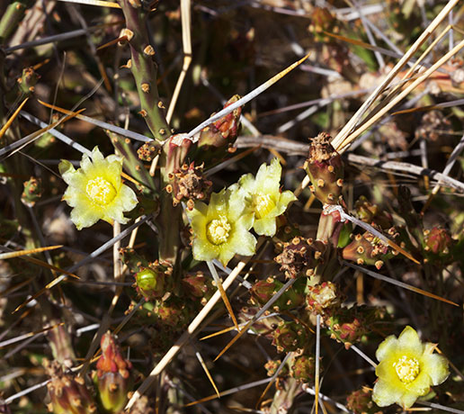 Christmas Cholla Opuntia leptocaulis  Christmas Cactus 