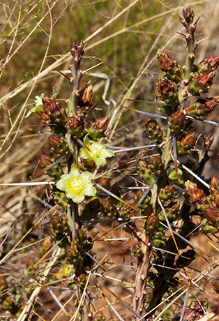 Christmas Cholla Opuntia leptocaulis  Christmas Cactus 