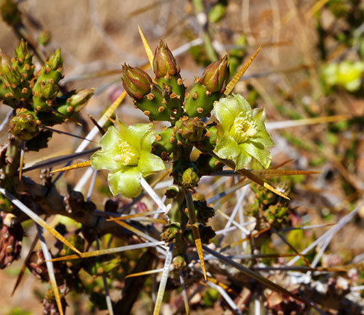 Christmas Cholla Opuntia leptocaulis  Christmas Cactus 