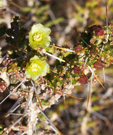 Christmas Cholla Opuntia leptocaulis  Christmas Cactus 