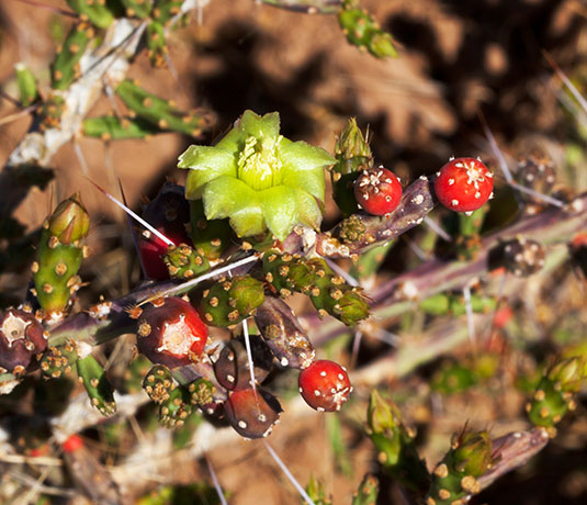 Christmas Cholla Opuntia leptocaulis  Christmas Cactus 