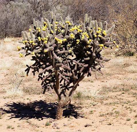 Cane Cholla Cylindropuntia spinosior 