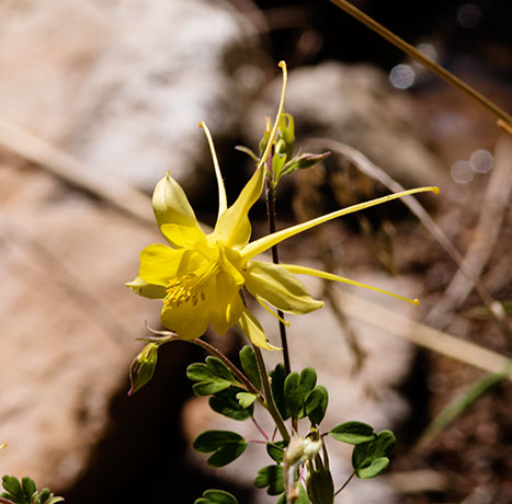 Yellow Columbine Golden Columbine Aquilegia chrysantha 