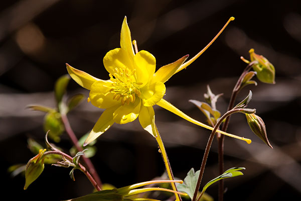 Yellow Columbine Golden Columbine Aquilegia chrysantha 