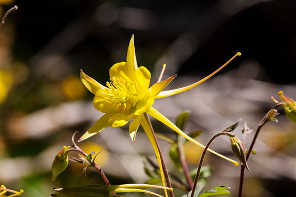 Yellow Columbine Golden Columbine Aquilegia chrysantha 