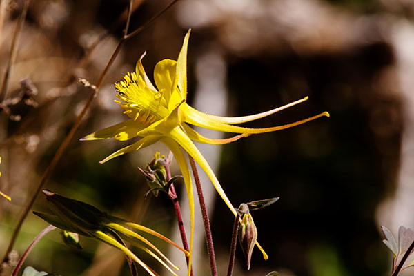 Yellow Columbine Golden Columbine Aquilegia chrysantha 