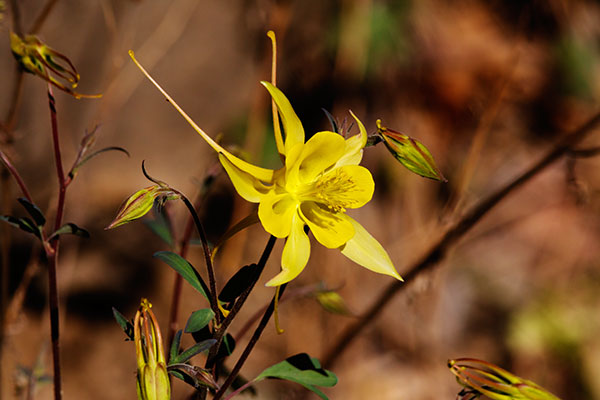 Yellow Columbine Golden Columbine Aquilegia chrysantha 