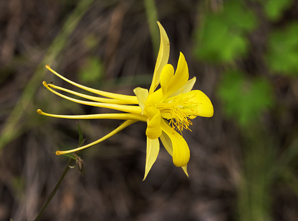 Yellow Columbine Golden Columbine Aquilegia chrysantha 