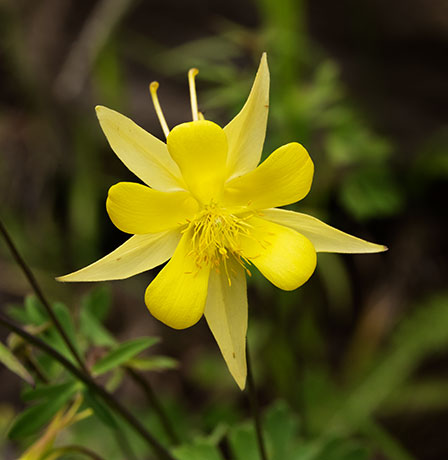 Yellow Columbine Golden Columbine Aquilegia chrysantha 