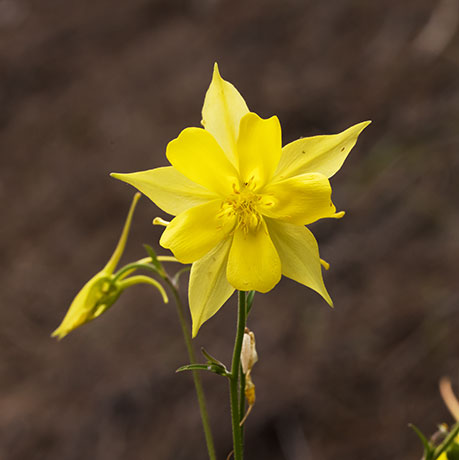 Yellow Columbine Golden Columbine Aquilegia chrysantha 