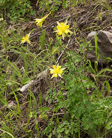 Yellow Columbine Golden Columbine Aquilegia chrysantha 