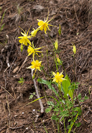 Yellow Columbine Golden Columbine Aquilegia chrysantha 