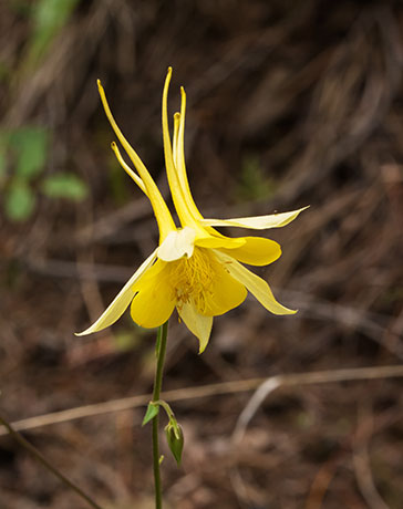 Yellow Columbine Golden Columbine Aquilegia chrysantha 