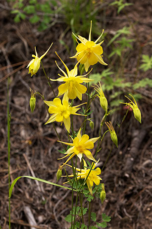 Yellow Columbine Golden Columbine Aquilegia chrysantha 