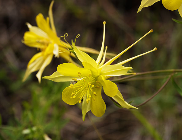 Yellow Columbine Golden Columbine Aquilegia chrysantha 