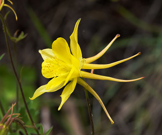 Yellow Columbine Golden Columbine Aquilegia chrysantha 
