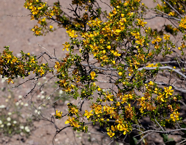 Creosote-bush Larrea tridentata Greasewood 