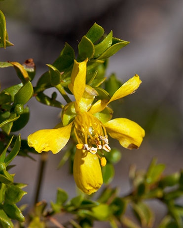 Creosote-bush Larrea tridentata Greasewood 