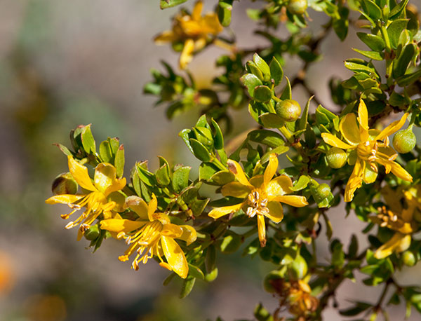 Creosote-bush Larrea tridentata Greasewood 