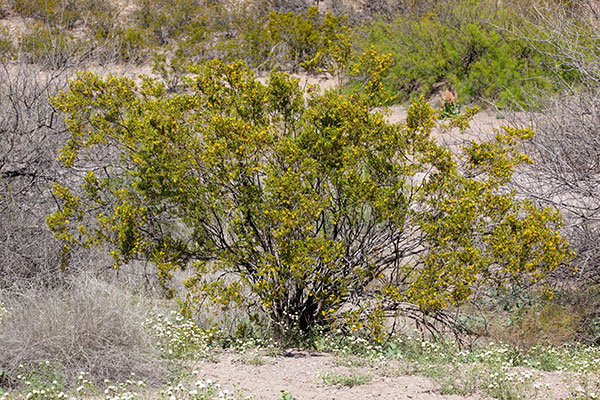 Creosote-bush Larrea tridentata Greasewood 