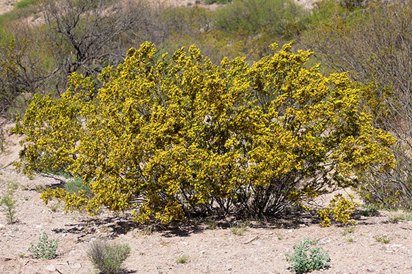 Creosote-bush Larrea tridentata Greasewood 