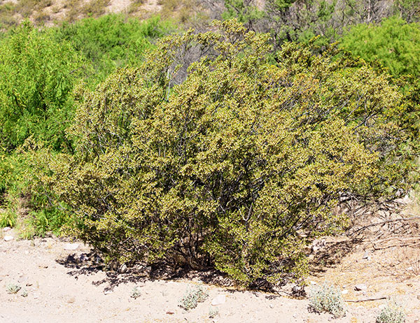Creosote-bush Larrea tridentata Greasewood seed pods