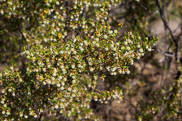 Creosote-bush Larrea tridentata Greasewood seed pods