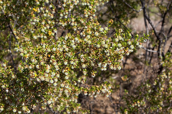 Creosote-bush Larrea tridentata Greasewood seed pods