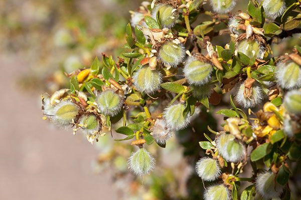 Creosote-bush Larrea tridentata Greasewood seed pods