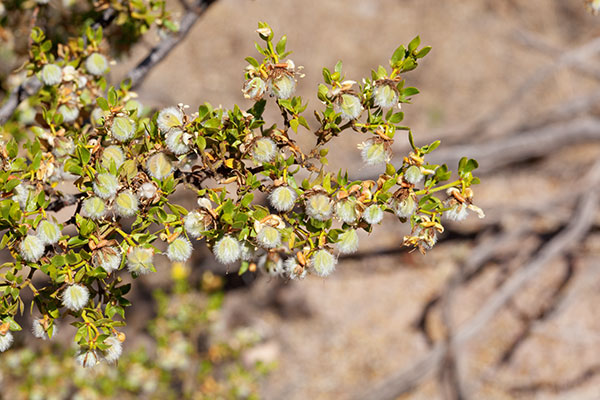 Creosote-bush Larrea tridentata Greasewood seed pods