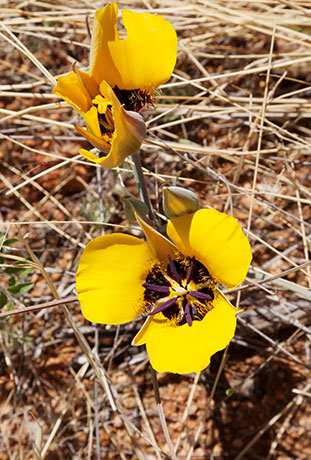 Desert Mariposa Calochortus kennedyi Mariposa lily   