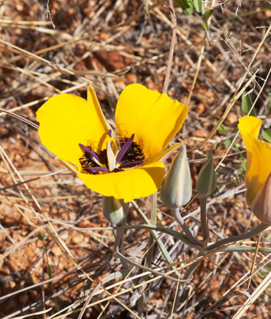 Desert Mariposa Calochortus kennedyi Mariposa lily   